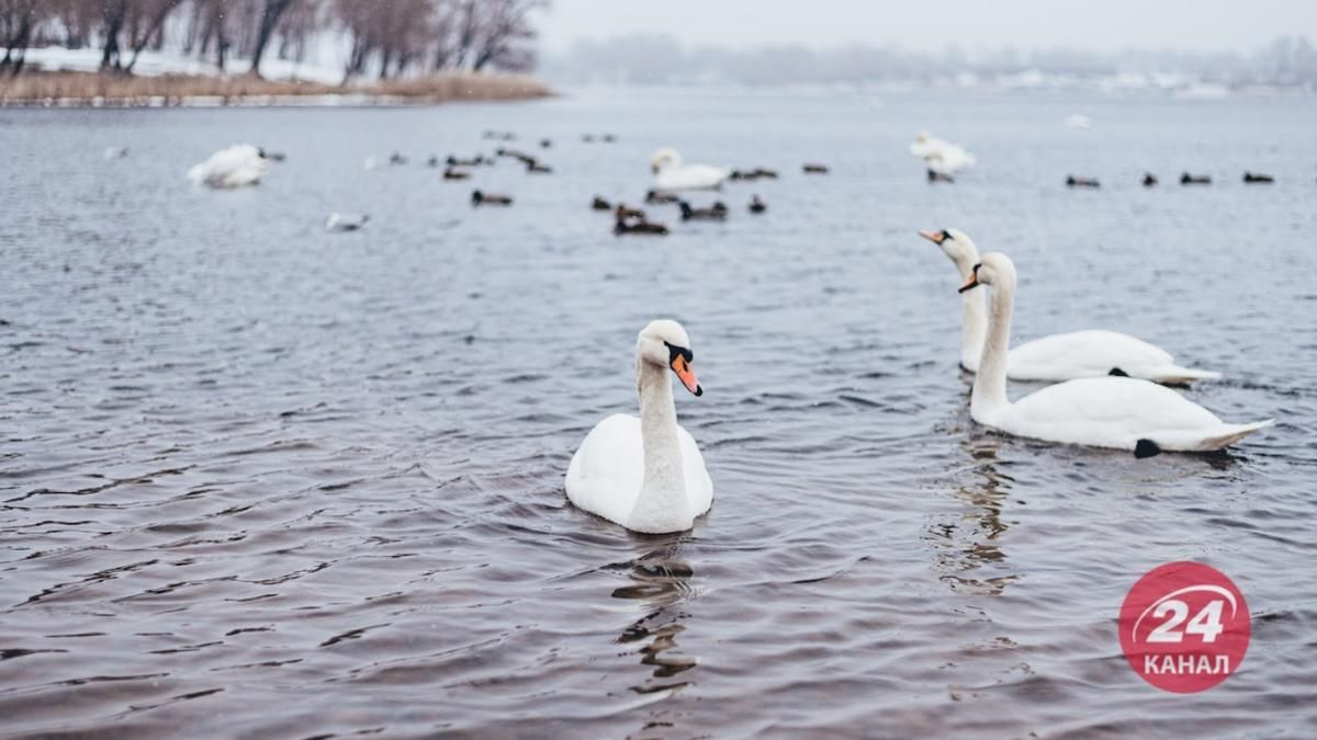 Дивовижна краса: у київському парку "Наталка" вже понад 40 лебедів – яскравий фоторепортаж - Новини Київ - Київ Дивовижна краса: у київському парку "Наталка" вже понад 40 лебедів – яскравий фоторепортаж - Новини Київ - Київ