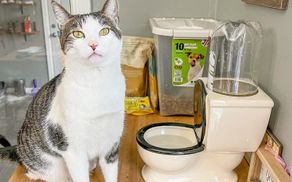 Выглядит как унитаз: забавная тарелка, которую можно купить домашним любимцам