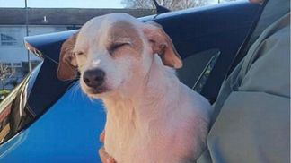 Выманили с помощью дрона с сосиской: удивительная история спасения собаки