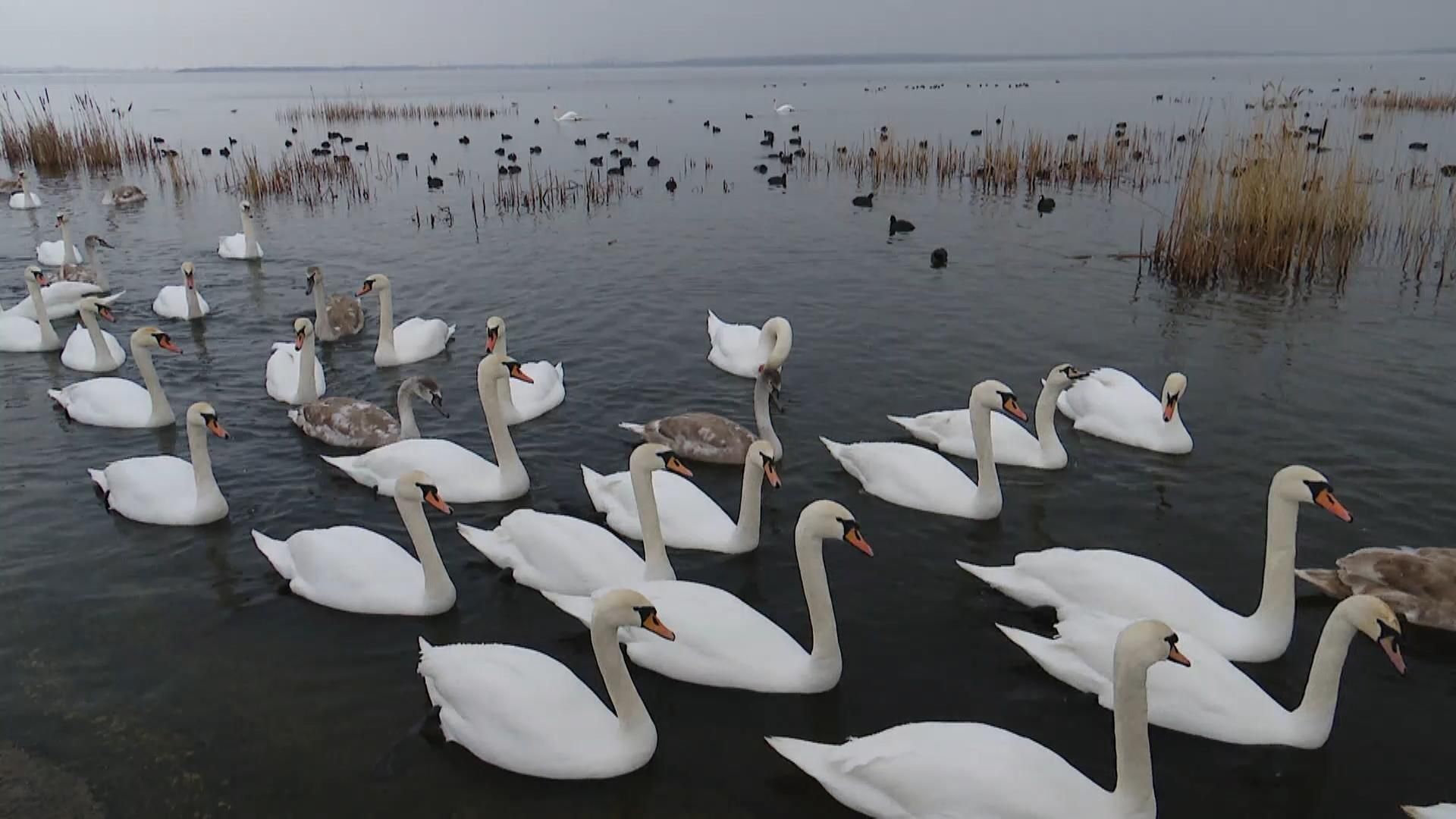 Знайшли теплу водойму біля Острога: як правильно годувати лебедів - Україна новини - 24 Канал