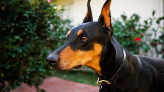 Отдал свою еду: соцсети покорило видео с доберманом, который заботится о хозяйке