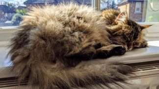 Кошка вела двойную жизнь: как маленькая записка раскрыла ее секрет