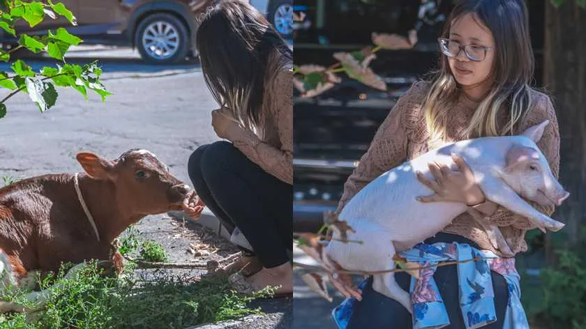 Американка в Дніпрі утримувала в квартирі теля й свиню Американка в Дніпрі утримувала в квартирі теля й свиню