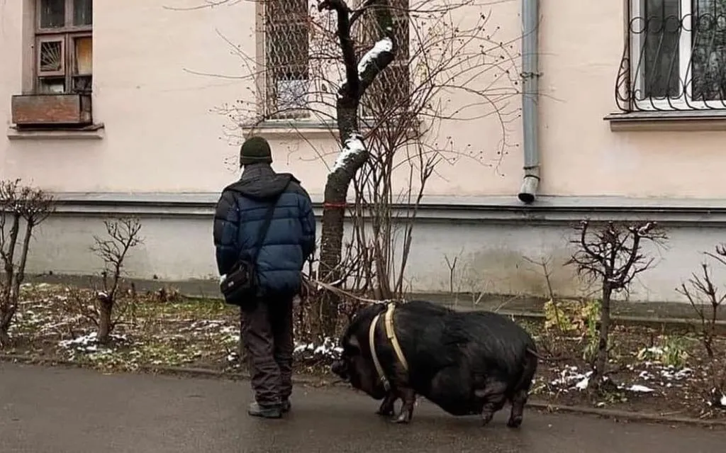 Житель Кривого Рогу вигулював на повідку величезну свиню