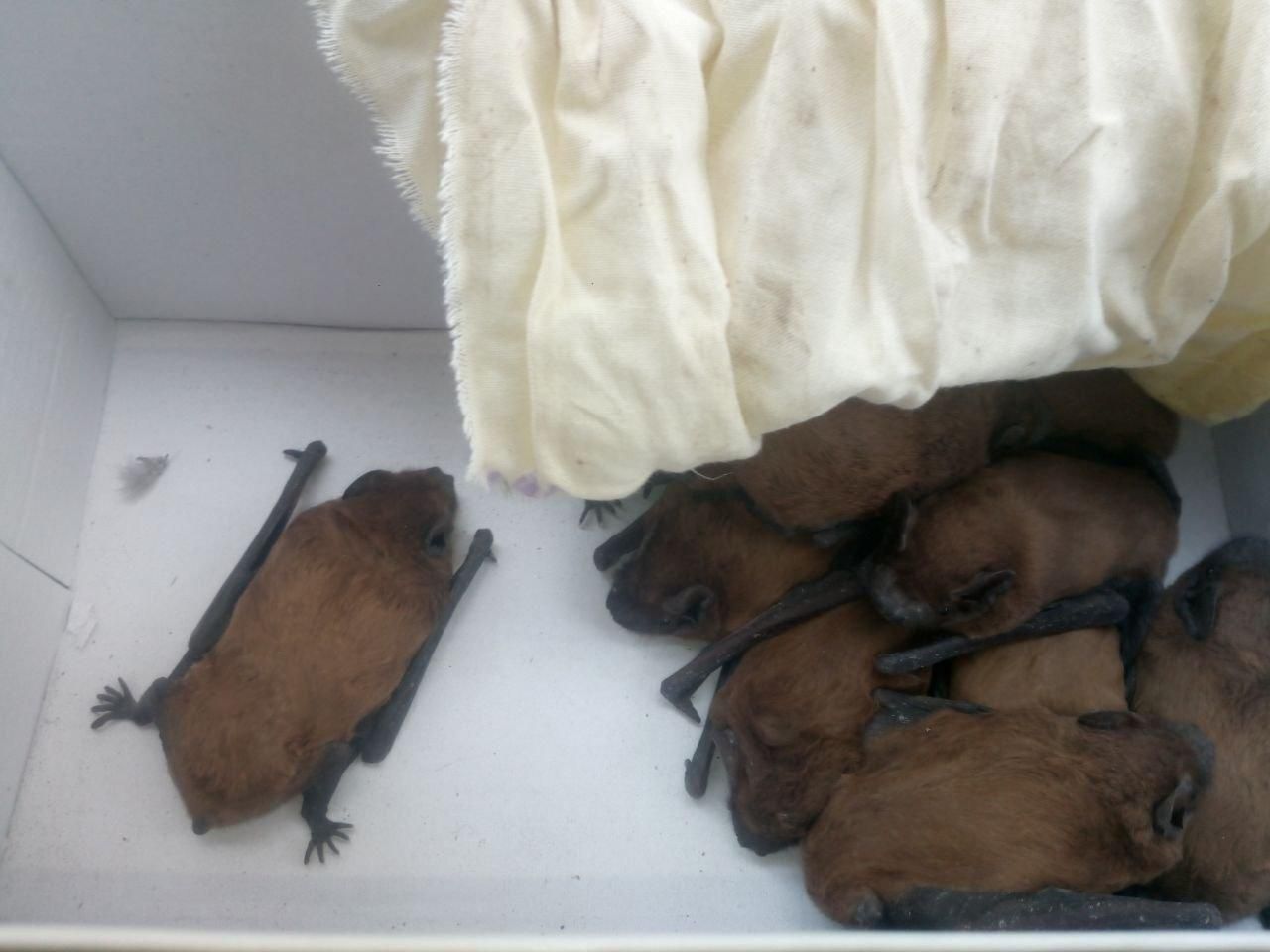 Киевлянка поселила в квартире 200 спасенных среди зимы летучих мышей: фото необычного зверя