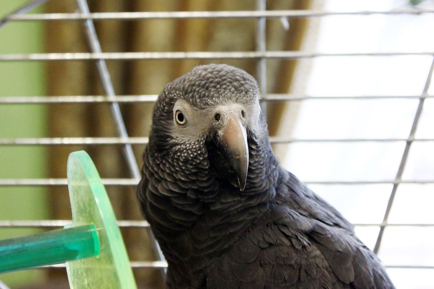 Кидали об стіну: одеські підлітки познущалися з мертвого папуги – моторошне відео - Новини кримінал - Одеса Кидали об стіну: одеські підлітки познущалися з мертвого папуги – моторошне відео - Новини кримінал - Одеса