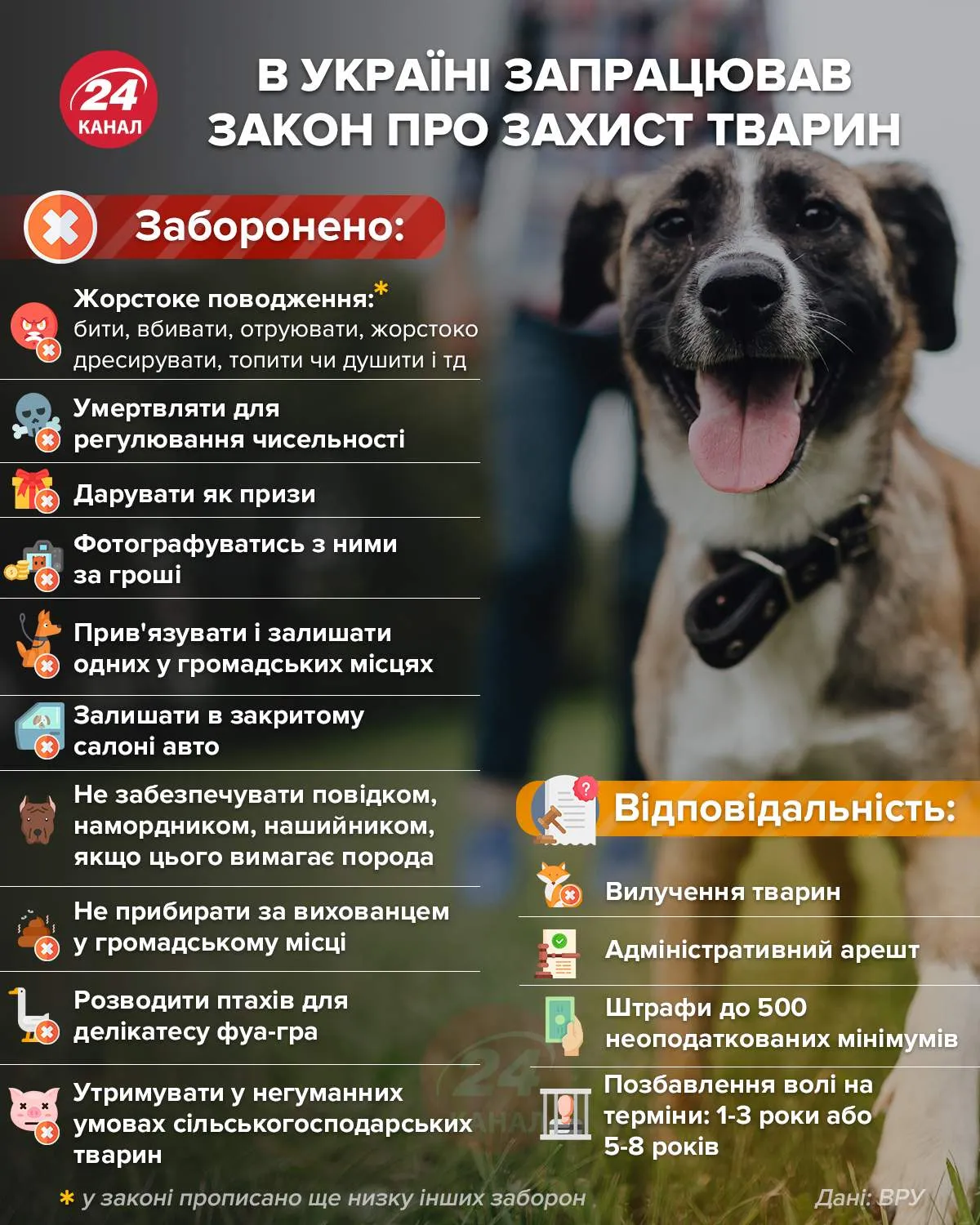 Що передбачає закон про жорстоке поводження з тваринами в Україні