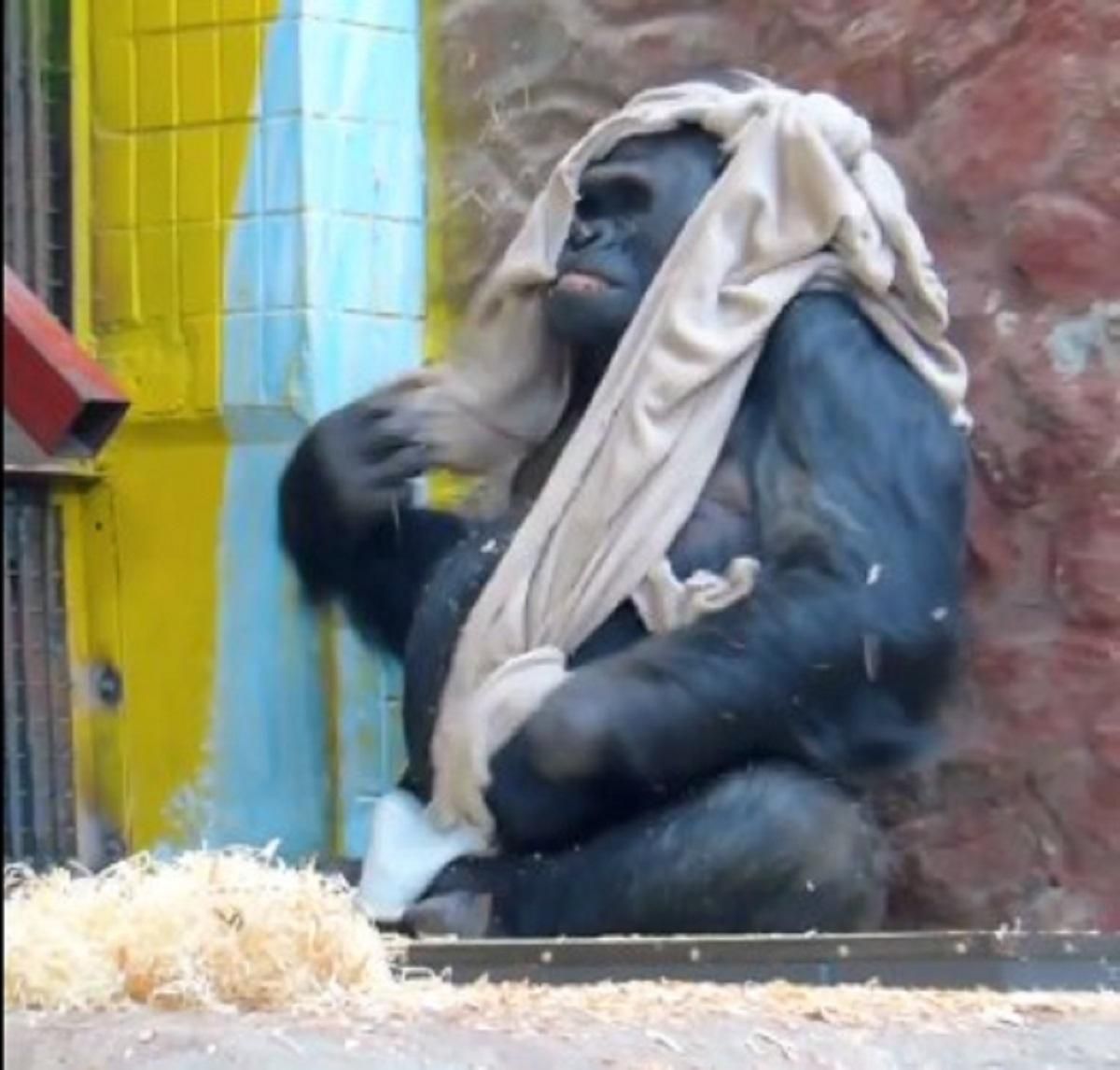 Горилла Тони из Киевского зоопарка разорвал именной плед, подаренный немцами: забавное видео