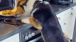 Четвероногие преступники: как смешно собаки украли еду из кухонной плиты