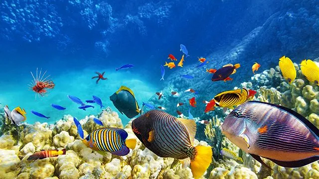 Акція від Coral Travel