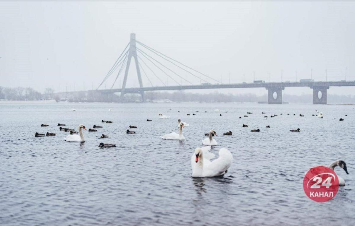 У столичному парку "Наталка" загинув лебідь: кияни стверджують, що через їжу - Новини Київ - Київ У столичному парку "Наталка" загинув лебідь: кияни стверджують, що через їжу - Новини Київ - Київ
