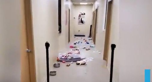 Собака влаштував в притулку "вечірку" і знищив купу іграшок: відеодоказ