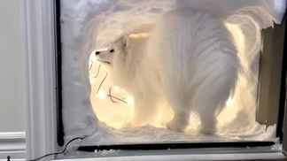 Хозяева сделали для собаки снежную пещеру, куда можно попасть прямо из дома: забавное видео