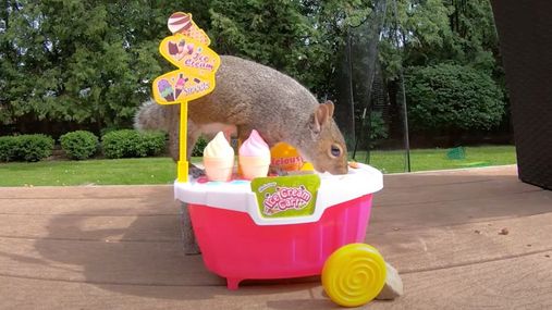 Продавчиня морозива та піаністка: як білка спробувала себе у різних професіях