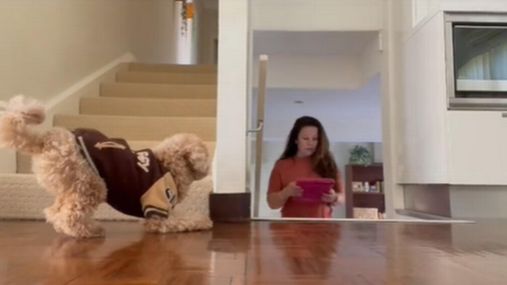 Собака любить "лякати" господарів: кумедне відео гри чотирилапого