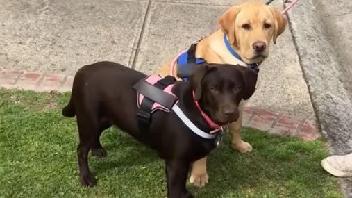 Дитина вперше у своєму житті побачила собак: дивовижне відео