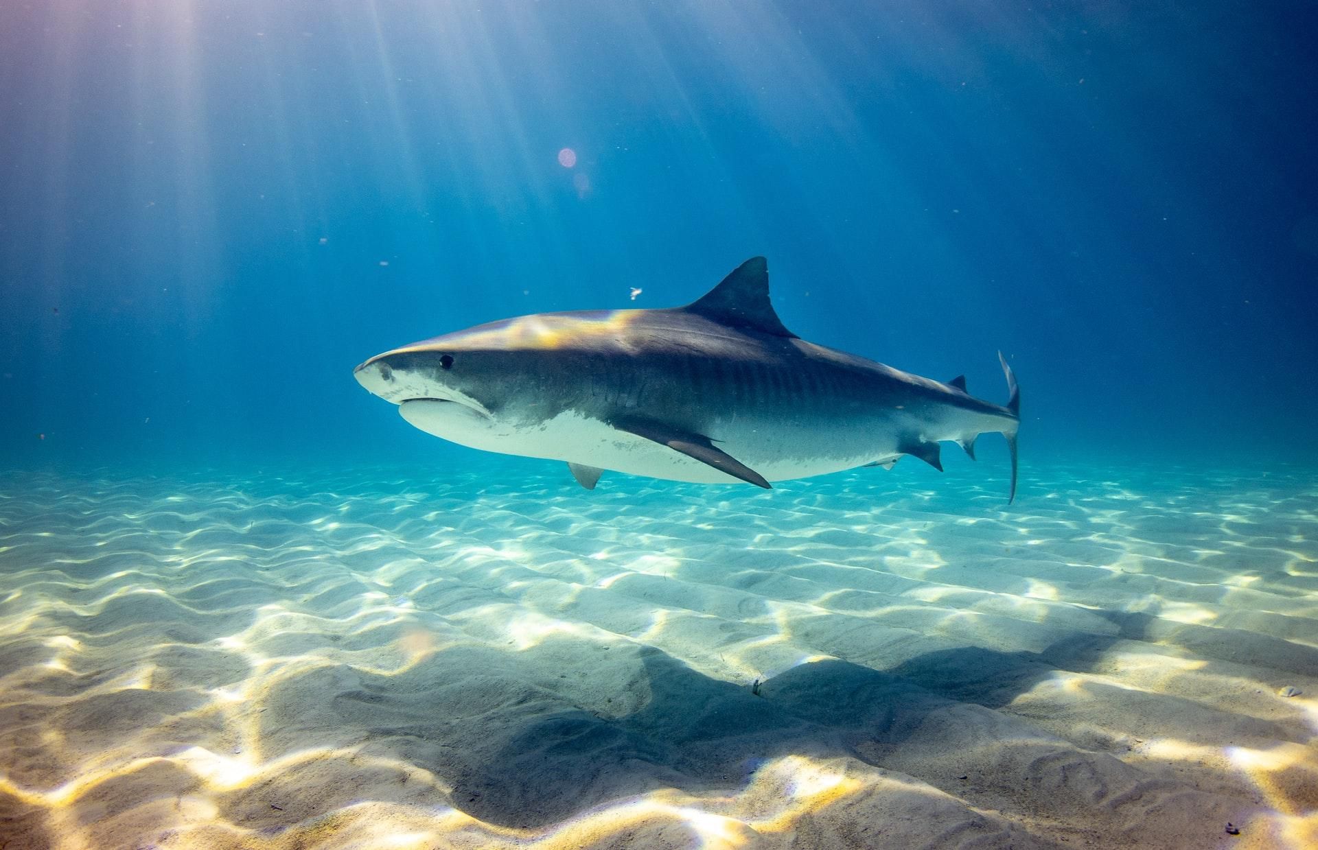 Австралийский университет создал гидрокостюм, защищающий от укусов акул