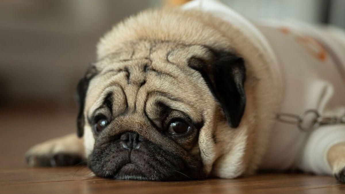 Начепили карабін на лапу: у Чернівцях шукають садистів, які знущалися над собакою - Новини Чернівці - 24 Канал Начепили карабін на лапу: у Чернівцях шукають садистів, які знущалися над собакою - Новини Чернівці - 24 Канал