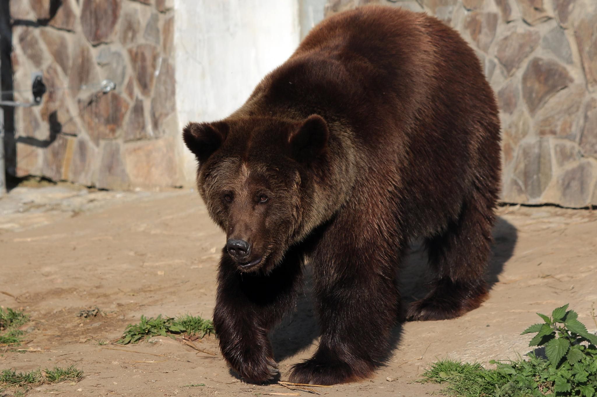 На глазах у публики: женщина в Ташкенте сбросила ребенка в вольер с медведем в зоопарке