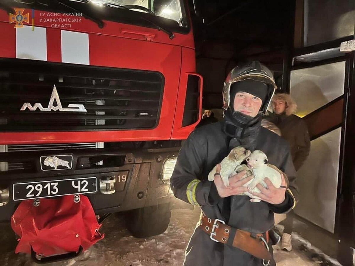 Подавали сигналы SOS под кроватью: на Закарпатье спасатели вынесли из огня щенков