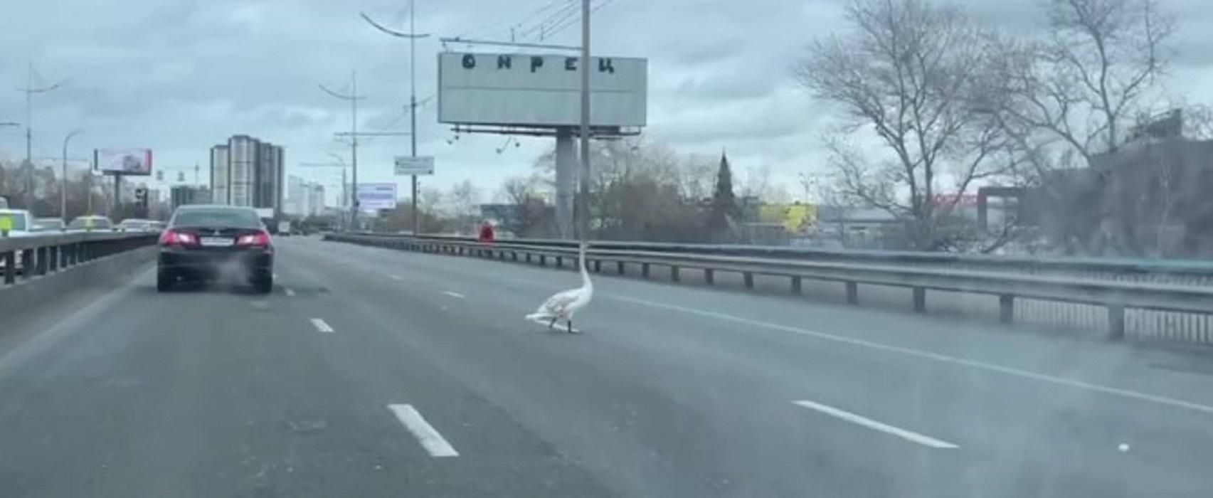 На проспекті Бандери авто пропускали лебедя-"пішохода": зворушливе відео - Новини Києва - Київ На проспекті Бандери авто пропускали лебедя-"пішохода": зворушливе відео - Новини Києва - Київ