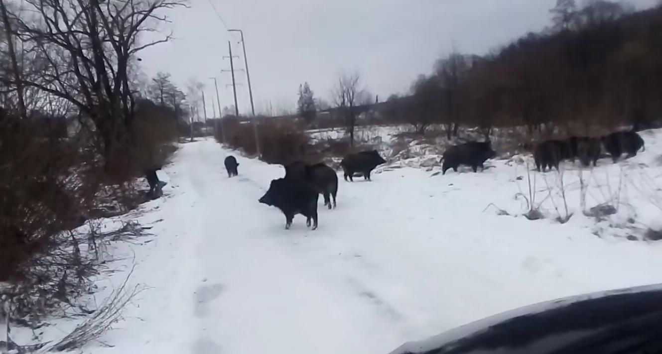 У Моршині помітили стадо диких кабанів: цікаве відео - Новини Львів - Львів