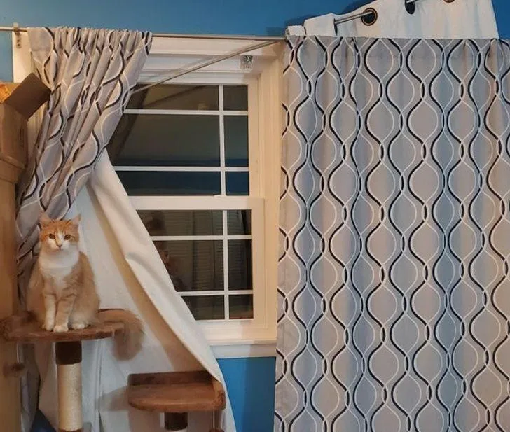 Смешные животные, которых застали с поличным Смешные животные, которых застали с поличным