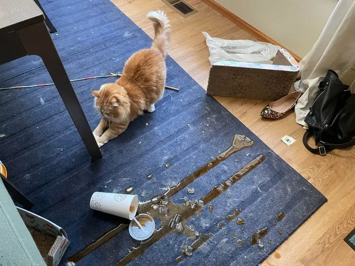 Смешные животные, которых застали с поличным Смешные животные, которых застали с поличным