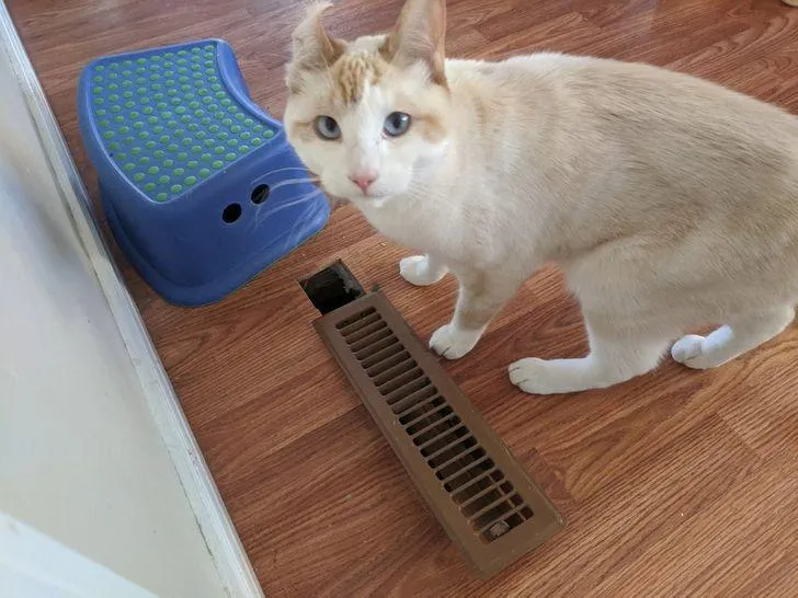 Смешные животные, которых застали с поличным Смешные животные, которых застали с поличным