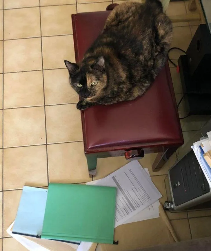 Смешные животные, которых застали с поличным Смешные животные, которых застали с поличным