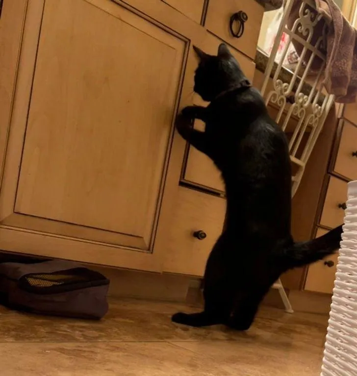 Смешные животные, которых застали с поличным Смешные животные, которых застали с поличным
