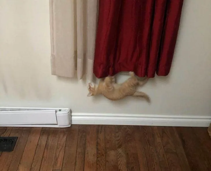 Смешные животные, которых застали с поличным Смешные животные, которых застали с поличным