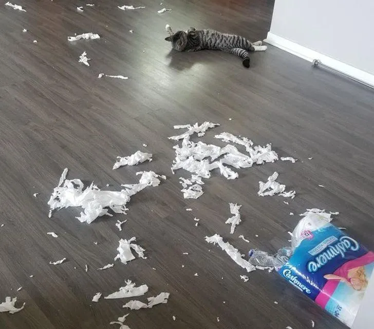 Смешные животные, которых застали с поличным Смешные животные, которых застали с поличным