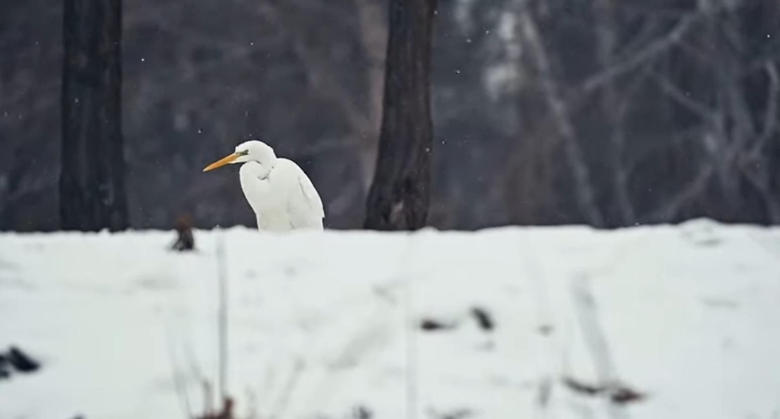 Влаштувала риболовлю: у київському парку побачили незвичайну птаху – цікаве відео - Новини Києва сьогодні - Київ
