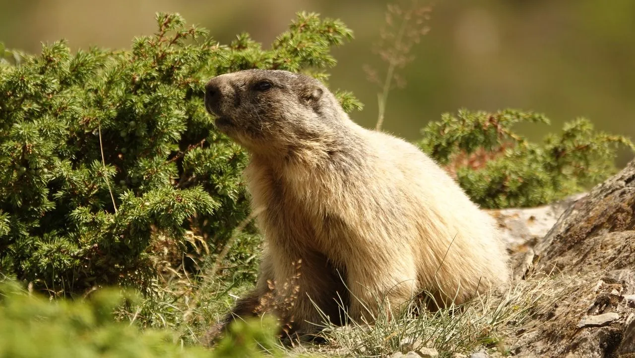 День бабака коли День бабака коли