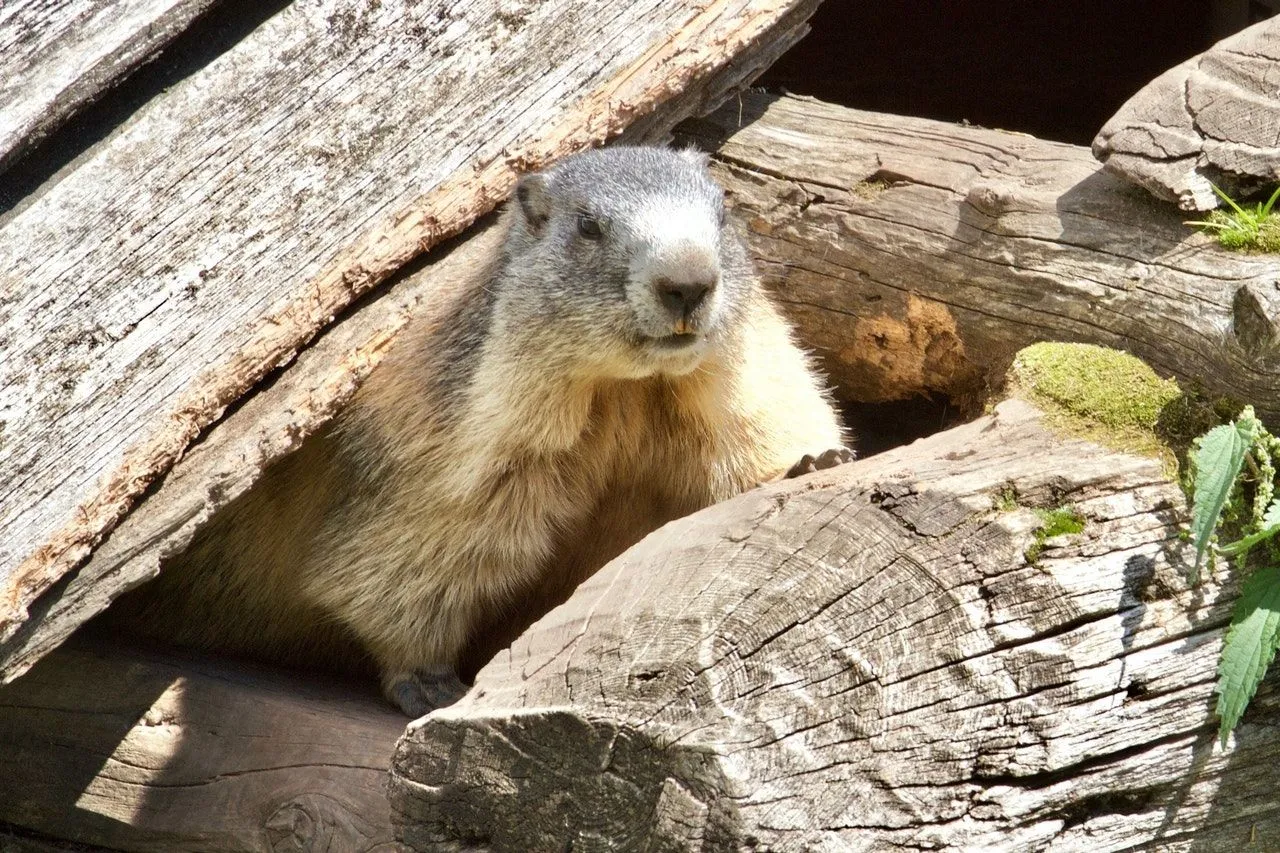 День бабака 2022 прикмети День бабака 2022 прикмети