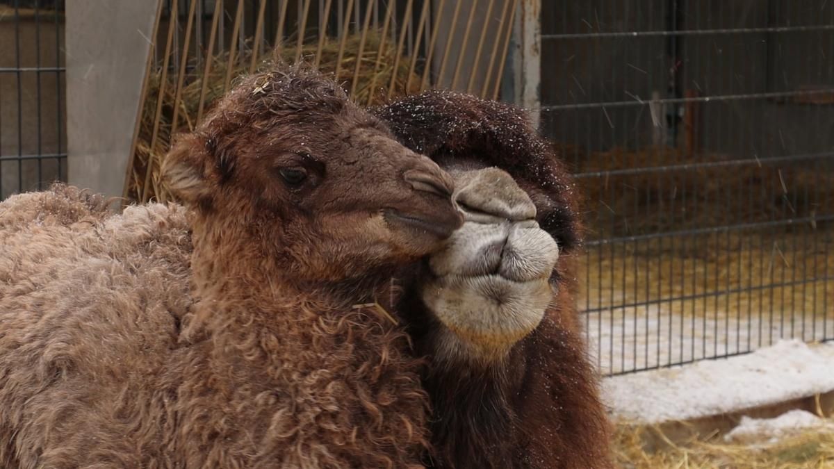 Народився малюк: Харківський зоопарк поповнився верблюденям – милі фото - Україна новини - Харків Народився малюк: Харківський зоопарк поповнився верблюденям – милі фото - Україна новини - Харків