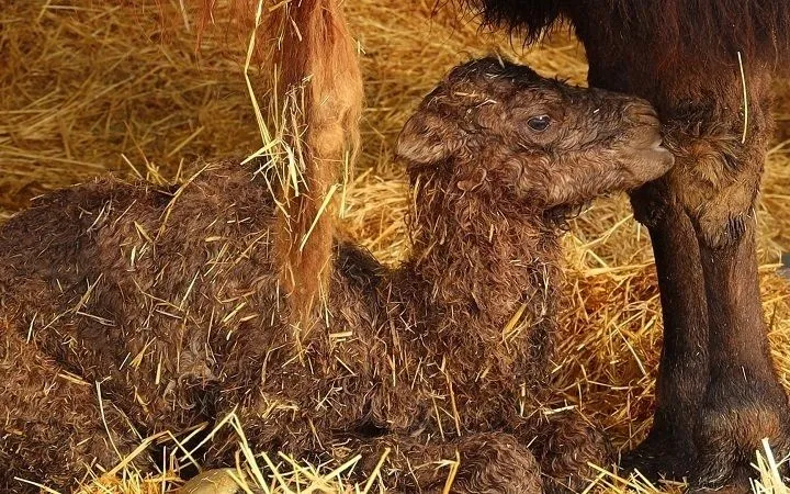 Верблюденя в Харкові народилося здоровим Верблюденя в Харкові народилося здоровим