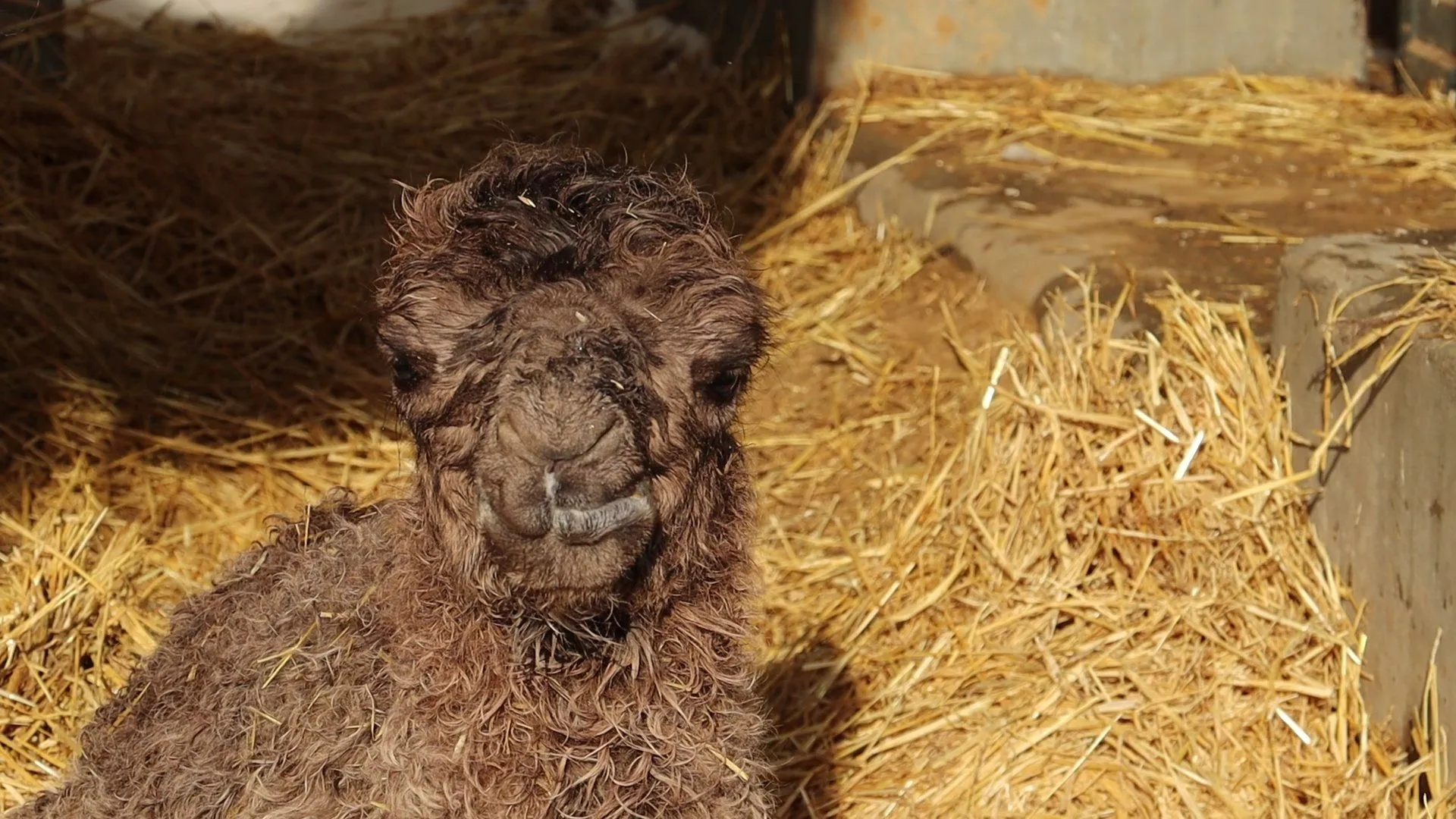 Верблюденя у Харкові майже рік вживатиме мамине молоко, а за 2 місяці його підгодовуватимуть кормами Верблюденя у Харкові майже рік вживатиме мамине молоко, а за 2 місяці його підгодовуватимуть кормами