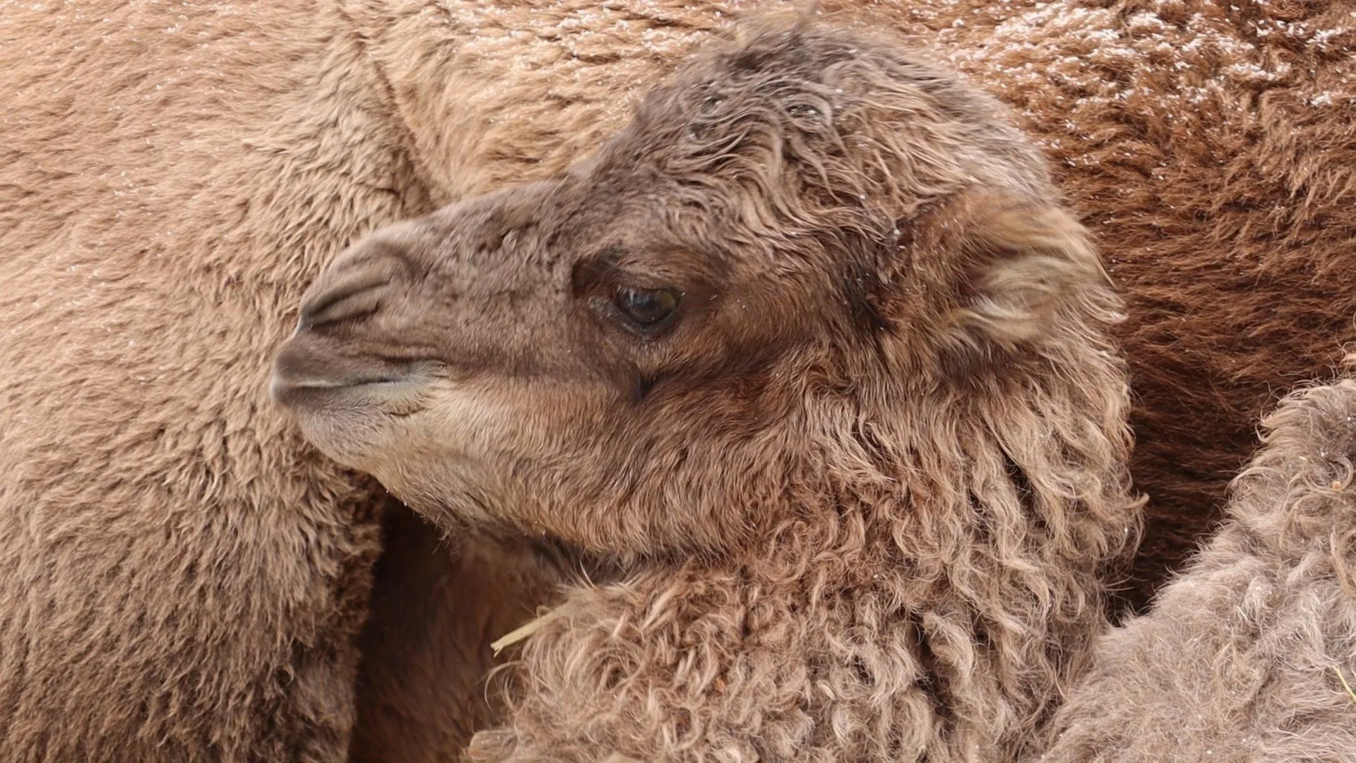 Тваринка почувається добре та перебуває з мамою Тваринка почувається добре та перебуває з мамою