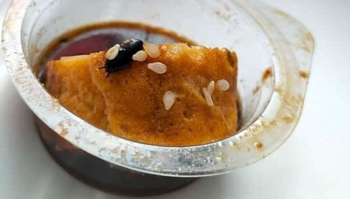 Залізають у їжу та бігають підлогою: у ресторані на Березняках помітили безліч тарганів - Свіжі новини Києва - Київ Залізають у їжу та бігають підлогою: у ресторані на Березняках помітили безліч тарганів - Свіжі новини Києва - Київ