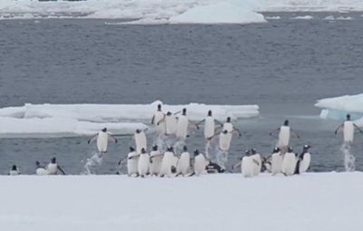 На "Вернадском" показали, как пингвины стремительно выпрыгивают на берег: забавное видео