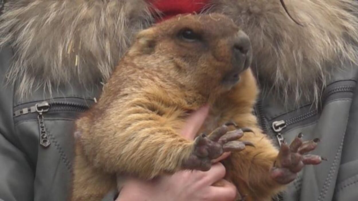 Ранню весну чекати не варто: львівські бабаки не спрогнозували погоду, бо впали в сплячку - Львів Ранню весну чекати не варто: львівські бабаки не спрогнозували погоду, бо впали в сплячку - Львів