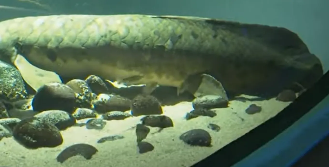 Скільки років найстарішій акваріумній рибі світу, яка живе у США