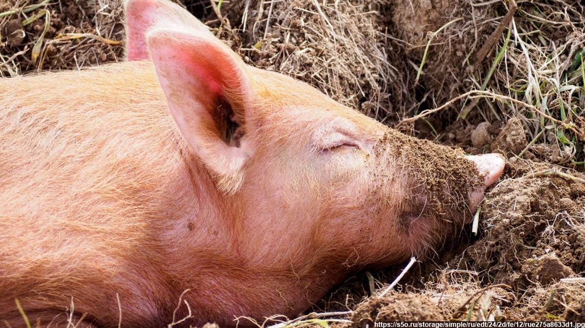 На Киевщине от африканской чумы начали гибнуть дикие кабаны, объявлена чрезвычайная ситуация На Киевщине от африканской чумы начали гибнуть дикие кабаны, объявлена чрезвычайная ситуация