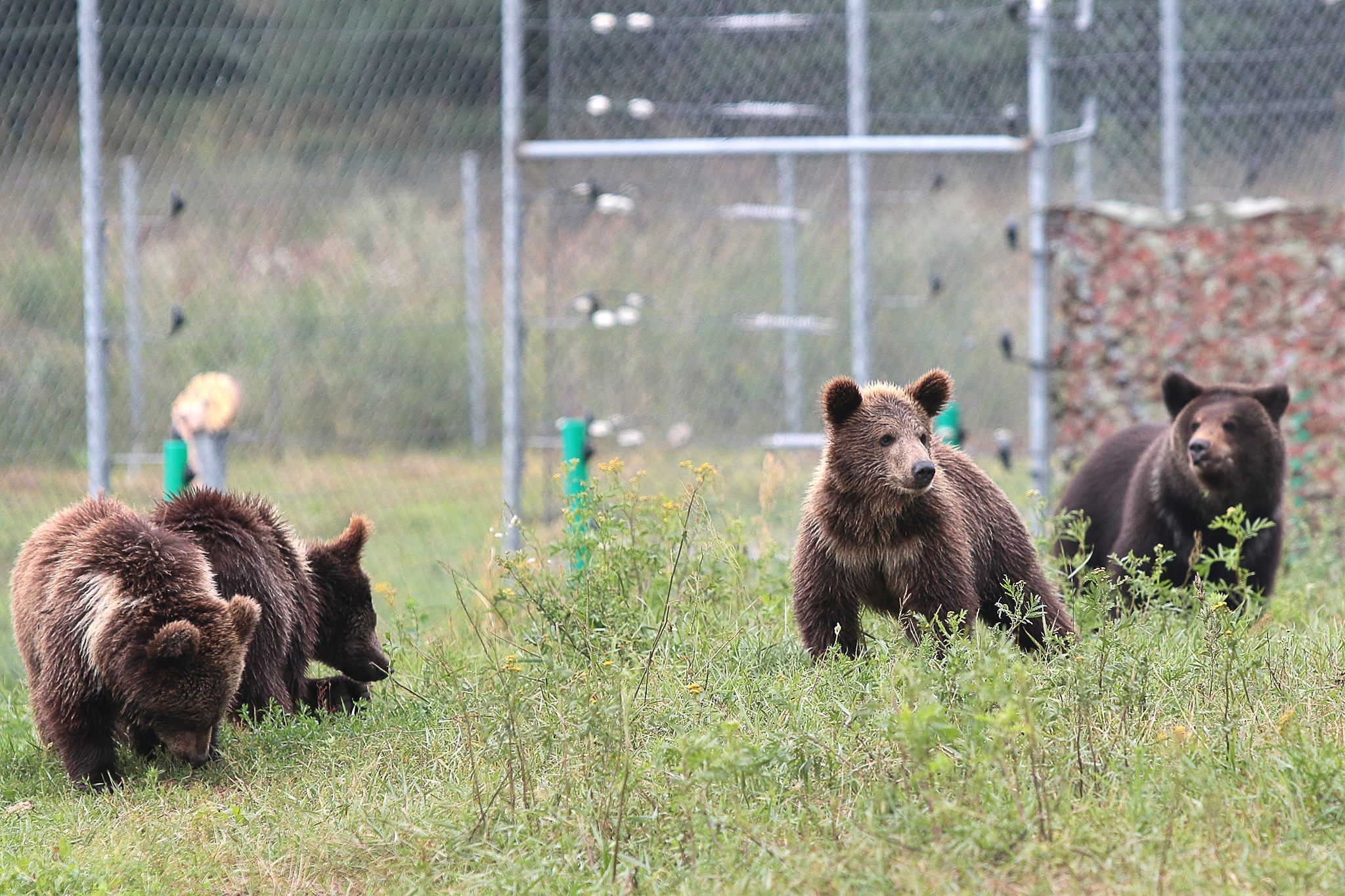 Проблеми зі здоров'ям: у притулку Львівщини ведмеді не залягли у сплячку - Україна новини - Львів Проблеми зі здоров'ям: у притулку Львівщини ведмеді не залягли у сплячку - Україна новини - Львів