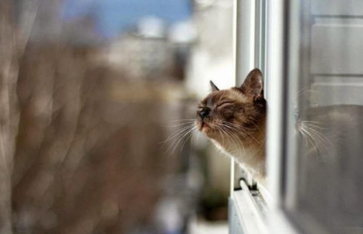 Первая репетиция весны: в Украину движется аномальное потепление Первая репетиция весны: в Украину движется аномальное потепление