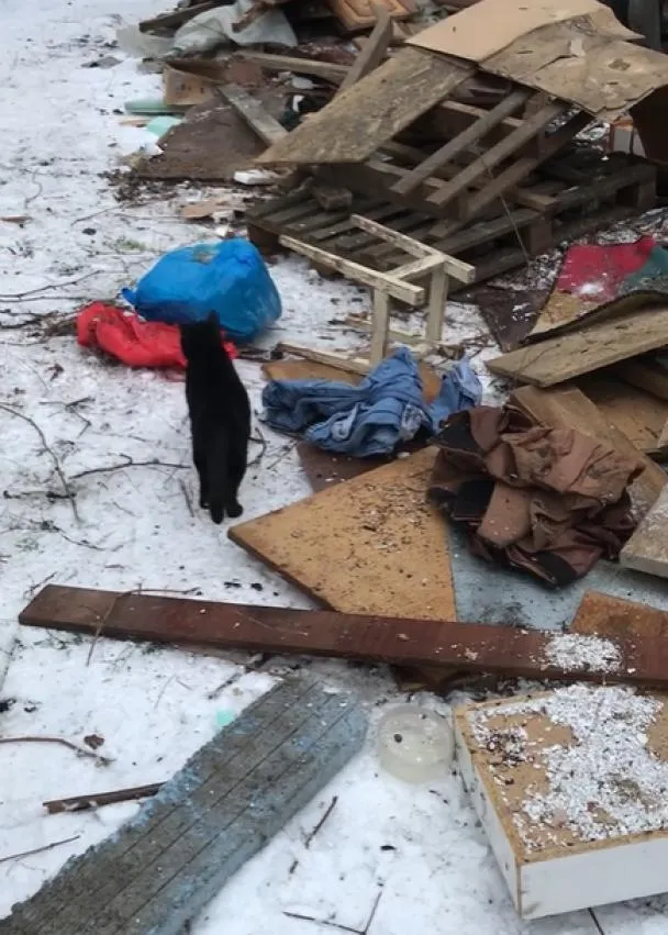 демонтаж будинку котів у Києві демонтаж будинку котів у Києві