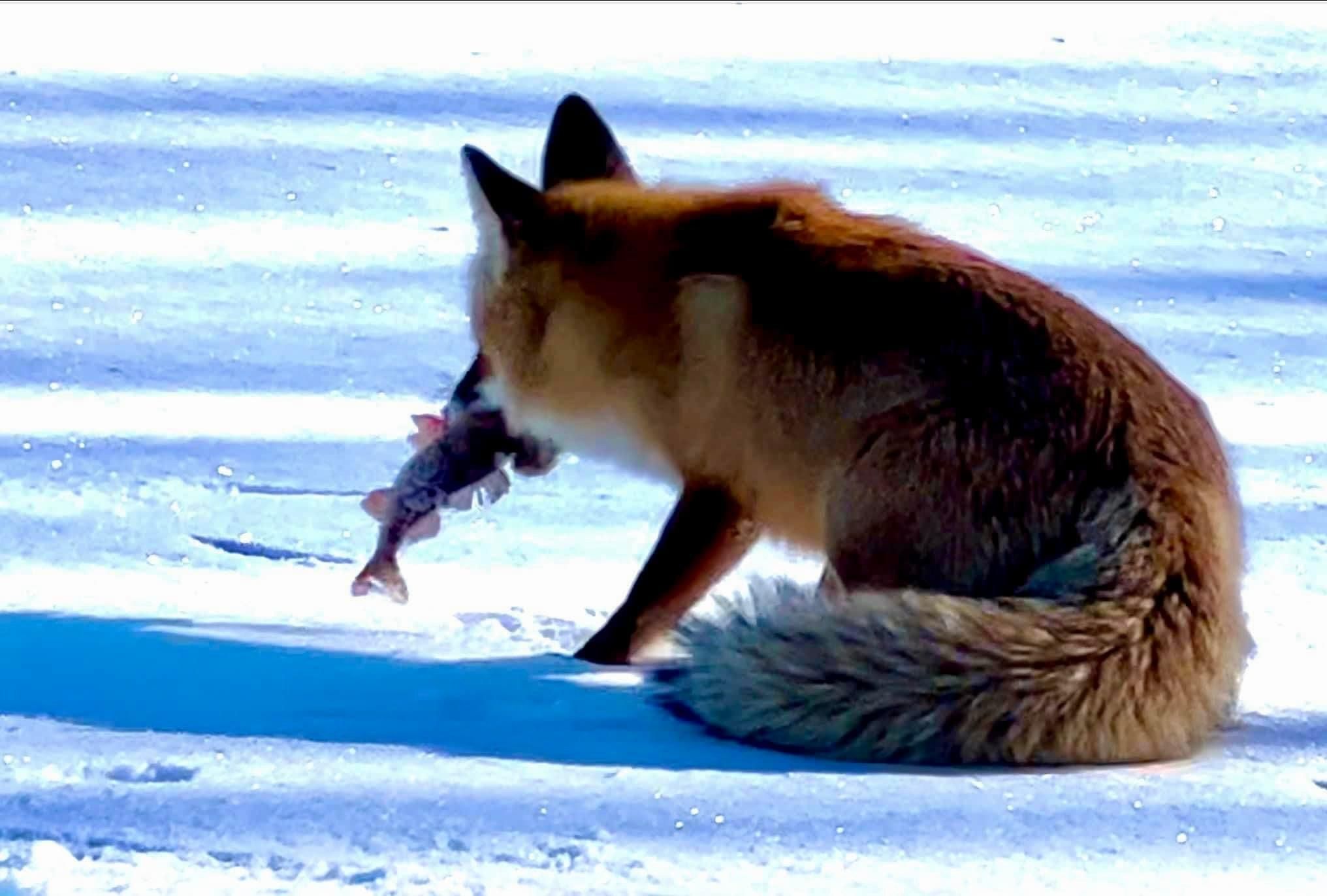 Рибалка на Київщині пригостив лисицю рибою – цікаві фото - Новини Києва - Київ Рибалка на Київщині пригостив лисицю рибою – цікаві фото - Новини Києва - Київ