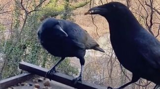 Вороны приносят женщине подарки за вкусную еду: что дарят